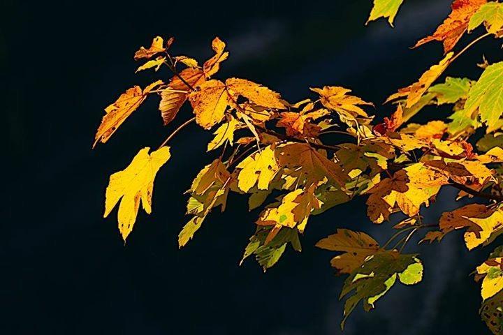 Fruehstueckspension Pachler Gosau Zewnętrze zdjęcie